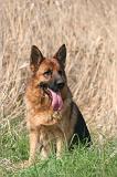 BERGER ALLEMAND 1399